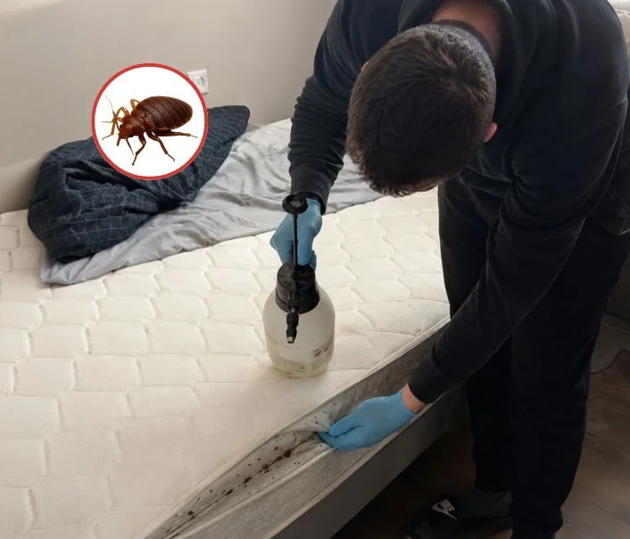 Technicien traitant un matelas contre les punaises de lit à Deuil-la-Barre